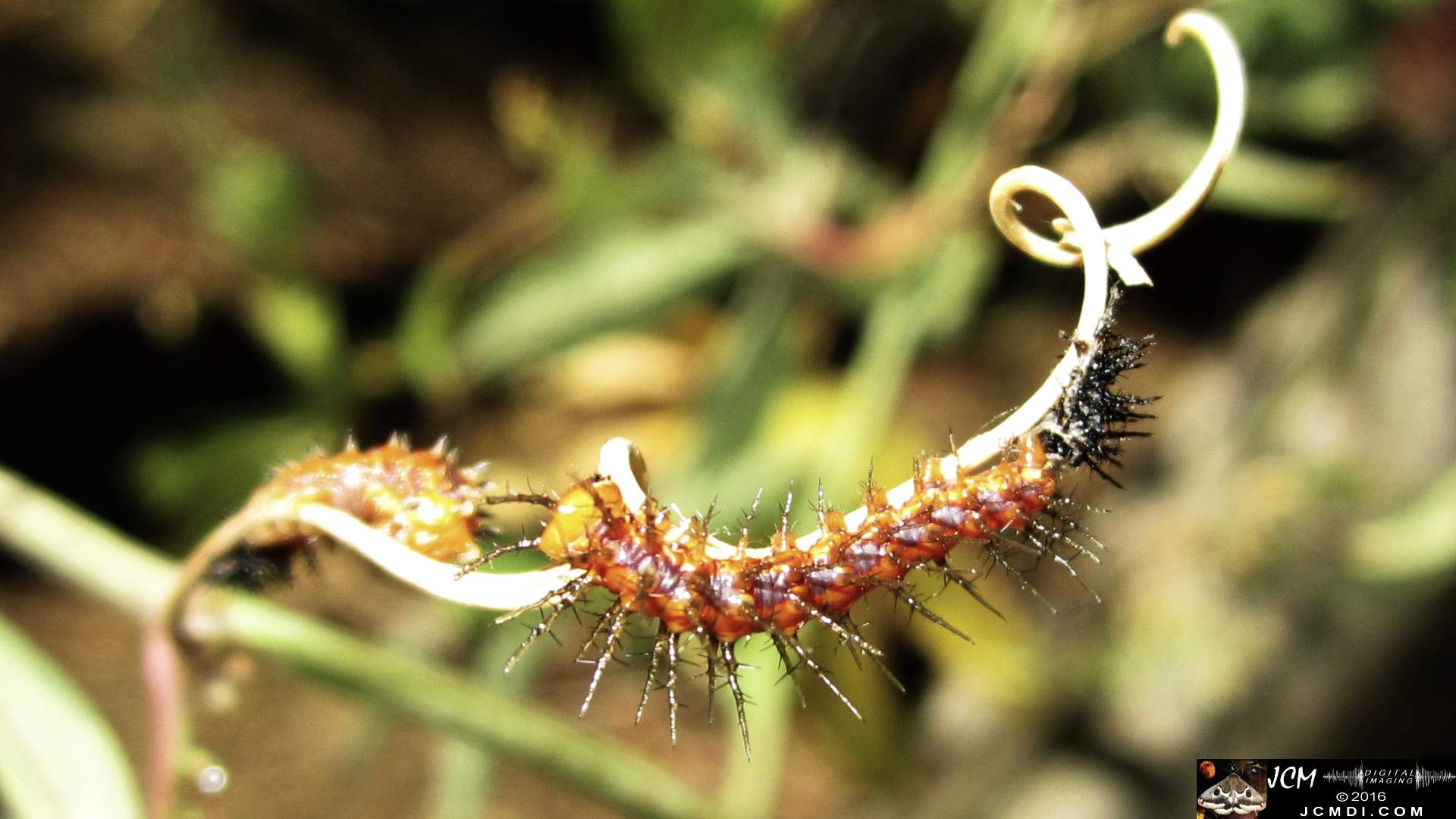 Gulf Fritillary caterpillars on passionvine (freshly molted) JCMDI.COM